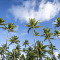 Strecthing Palm Trees Mural Wallpaper - pure wallpaper artwork