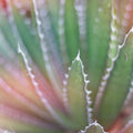 Dream Desert II Mural Wallpaper - pure wallpaper artwork