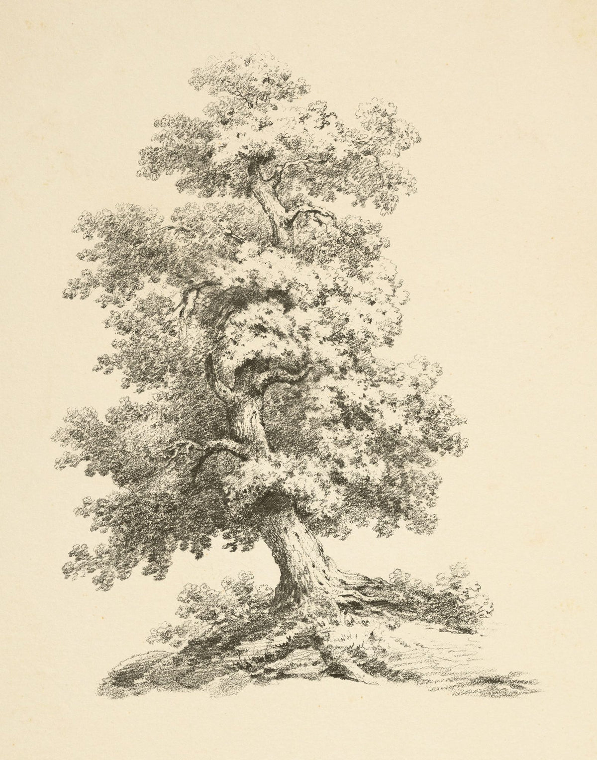 Tree Study II Dark Mural Wallpaper - pure wallpaper artwork