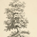 Tree Study II Dark Mural Wallpaper - pure wallpaper artwork