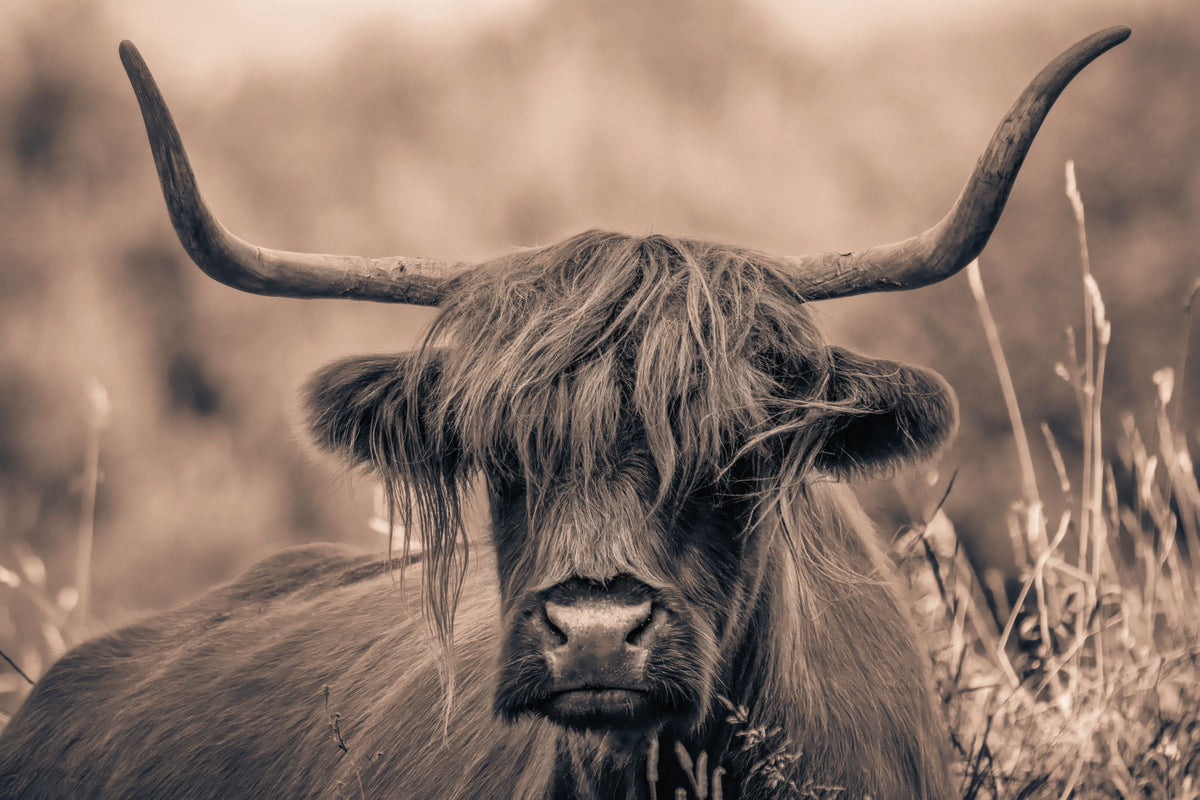 Highland Meadow Portrait Sepia Mural Wallpaper - pure wallpaper artwork