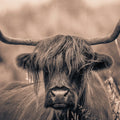 Highland Meadow Portrait Sepia Mural Wallpaper - pure wallpaper artwork