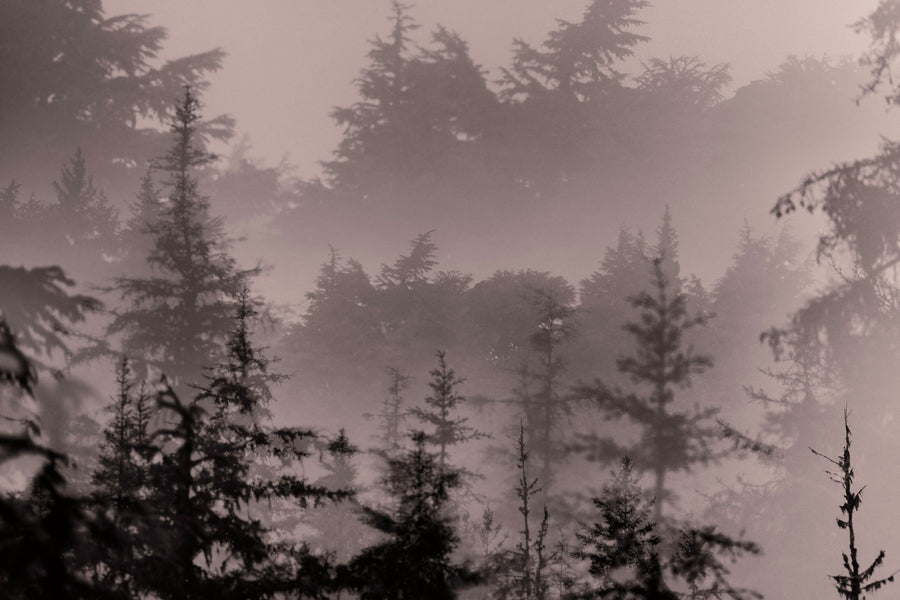 Mystery Wood II Mural Wallpaper