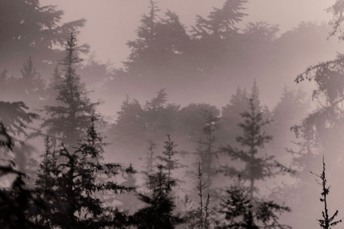Mystery Wood II Mural Wallpaper - pure wallpaper artwork
