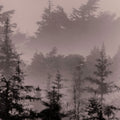 Mystery Wood II Mural Wallpaper - pure wallpaper artwork