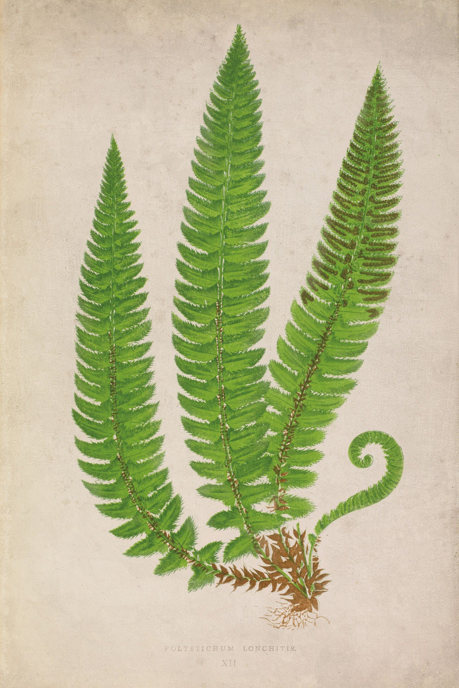 Forest Fern I Mural Wallpaper