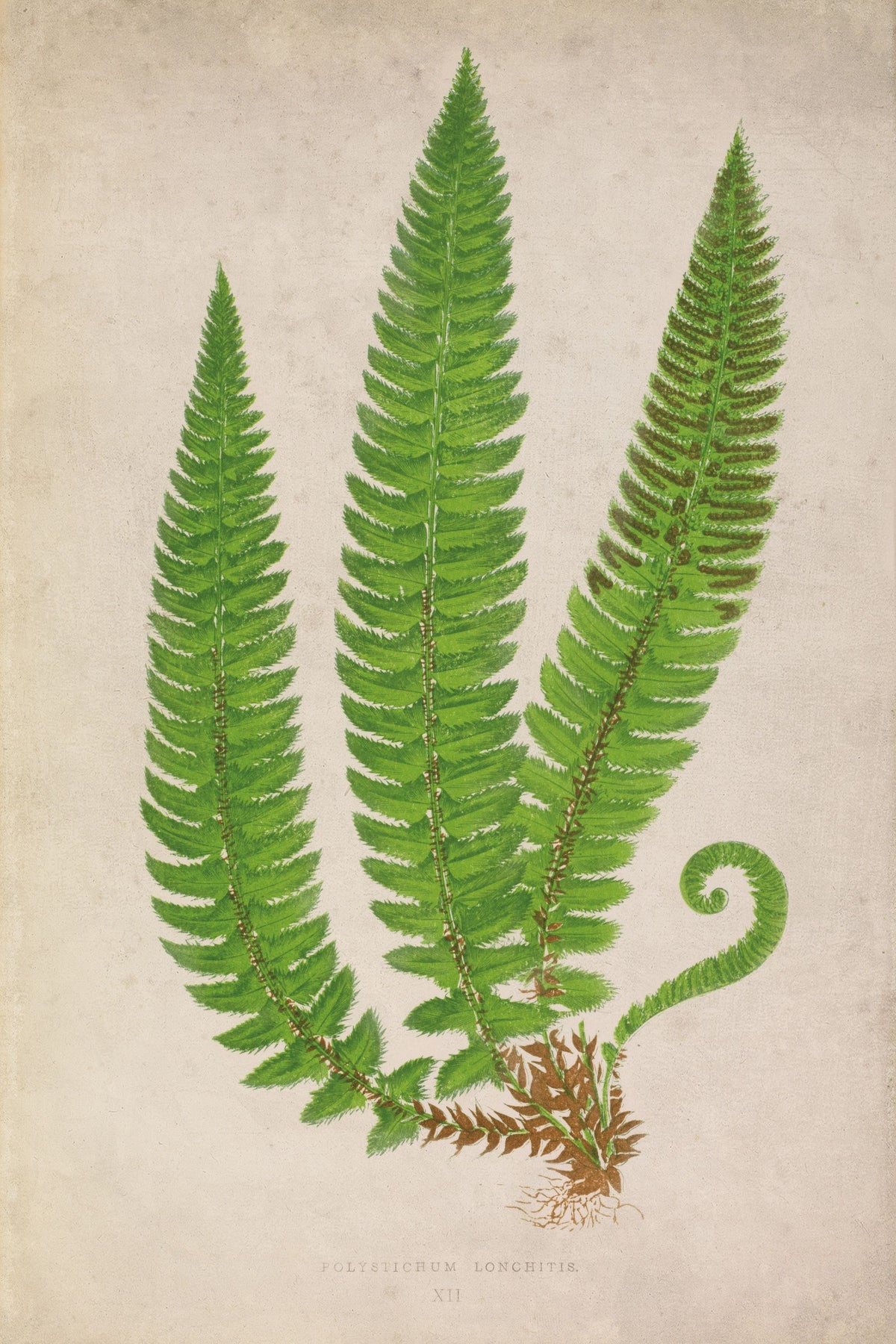 Forest Fern I Mural Wallpaper - pure wallpaper artwork