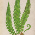 Forest Fern I Mural Wallpaper - pure wallpaper artwork