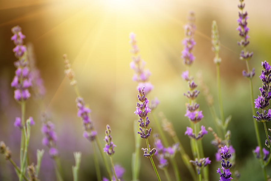 Lavender Scent Mural Wallpaper
