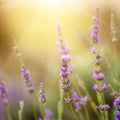 Lavender Scent Mural Wallpaper - pure wallpaper artwork