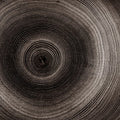 Timber Core Mural Wallpaper - Neutral Tone - pure wallpaper artwork