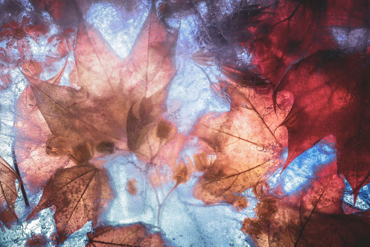 Frozen Autumn Mural Wallpaper - pure wallpaper artwork