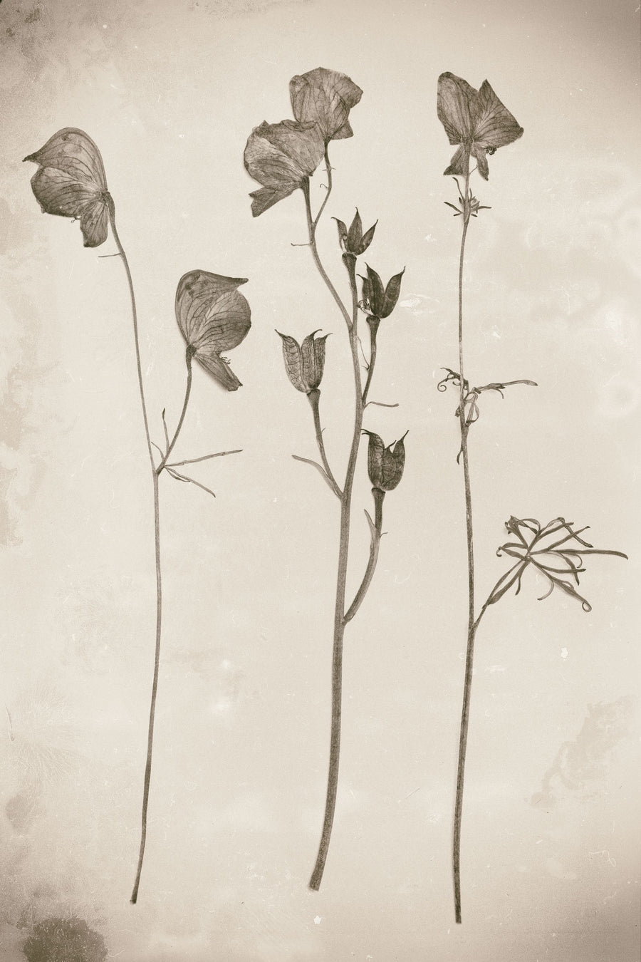 Wildflower Journal Vintage III Mural Wallpaper