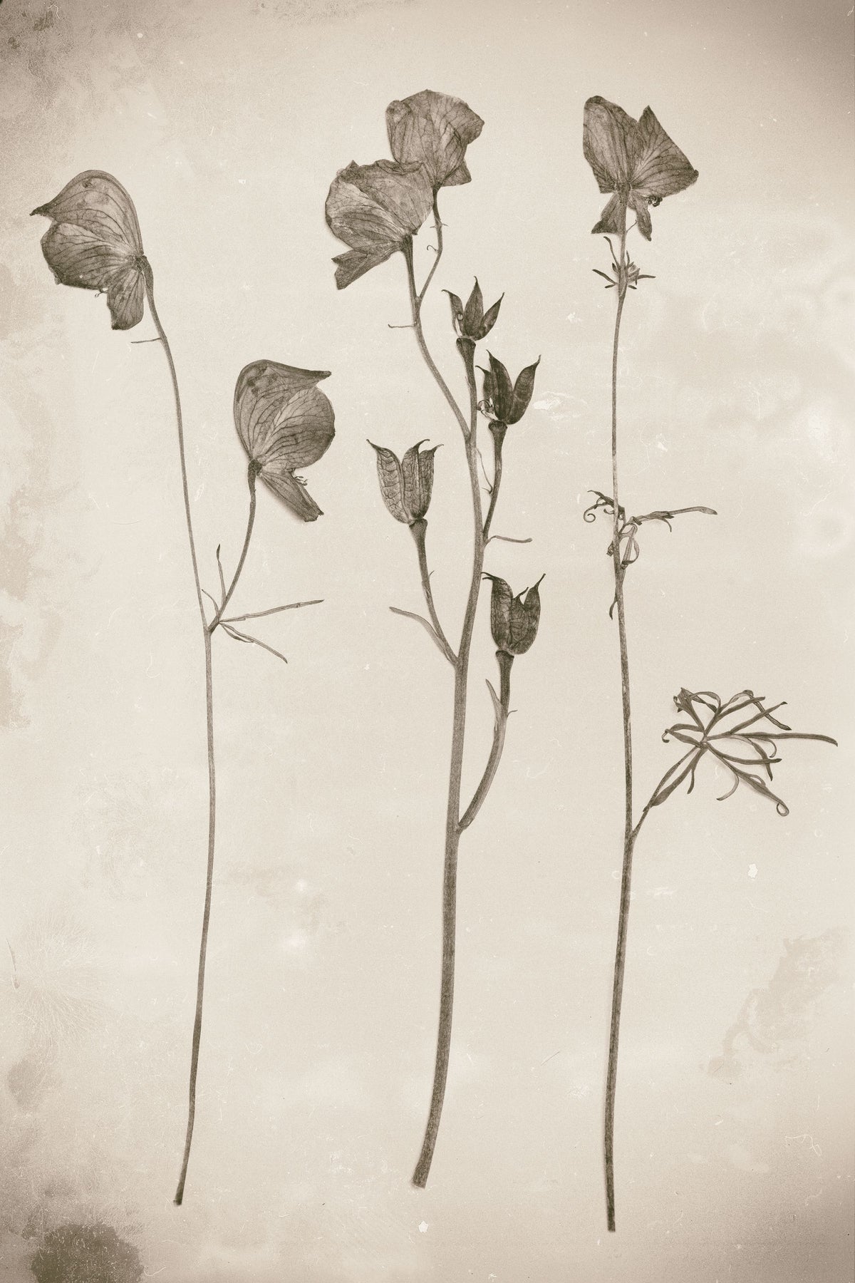 Wildflower Journal Vintage III Mural Wallpaper - pure wallpaper artwork