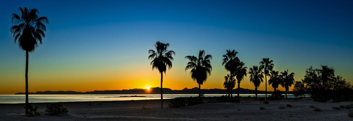 Palm Baja Dawn Mural Wallpaper - pure wallpaper artwork