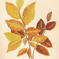 Fall Leaves IV Muted Mural Wallpaper - pure wallpaper artwork