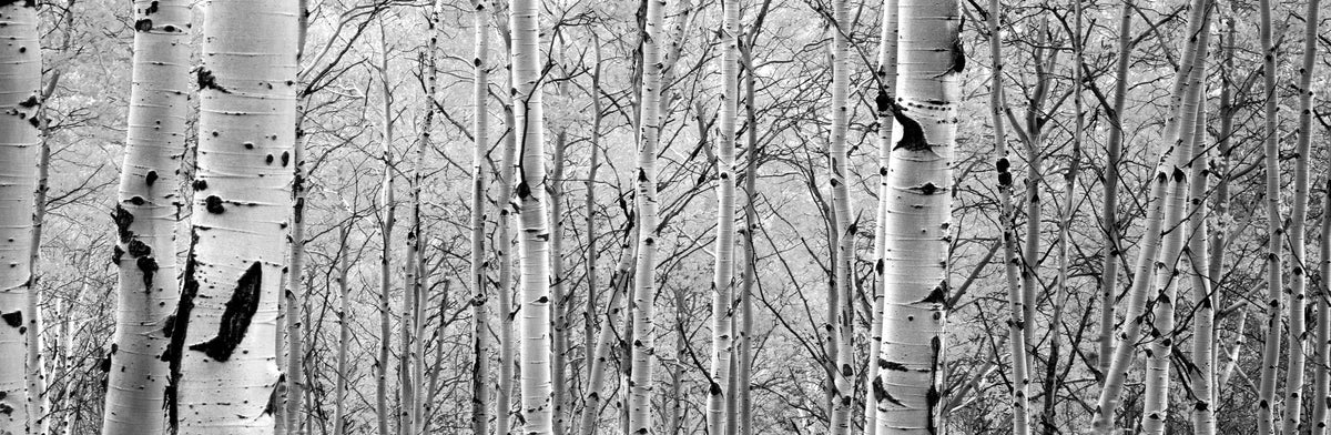 Silver Birch Symphony Mural Wallpaper - pure wallpaper artwork