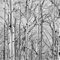Silver Birch Symphony Mural Wallpaper - pure wallpaper artwork