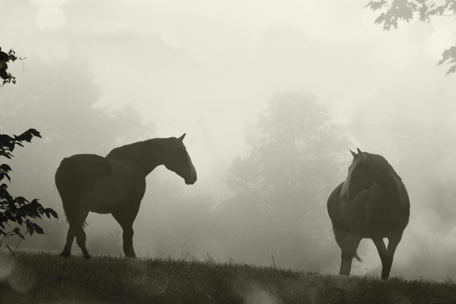 Morning Meadow Horses IV Mural Wallpaper