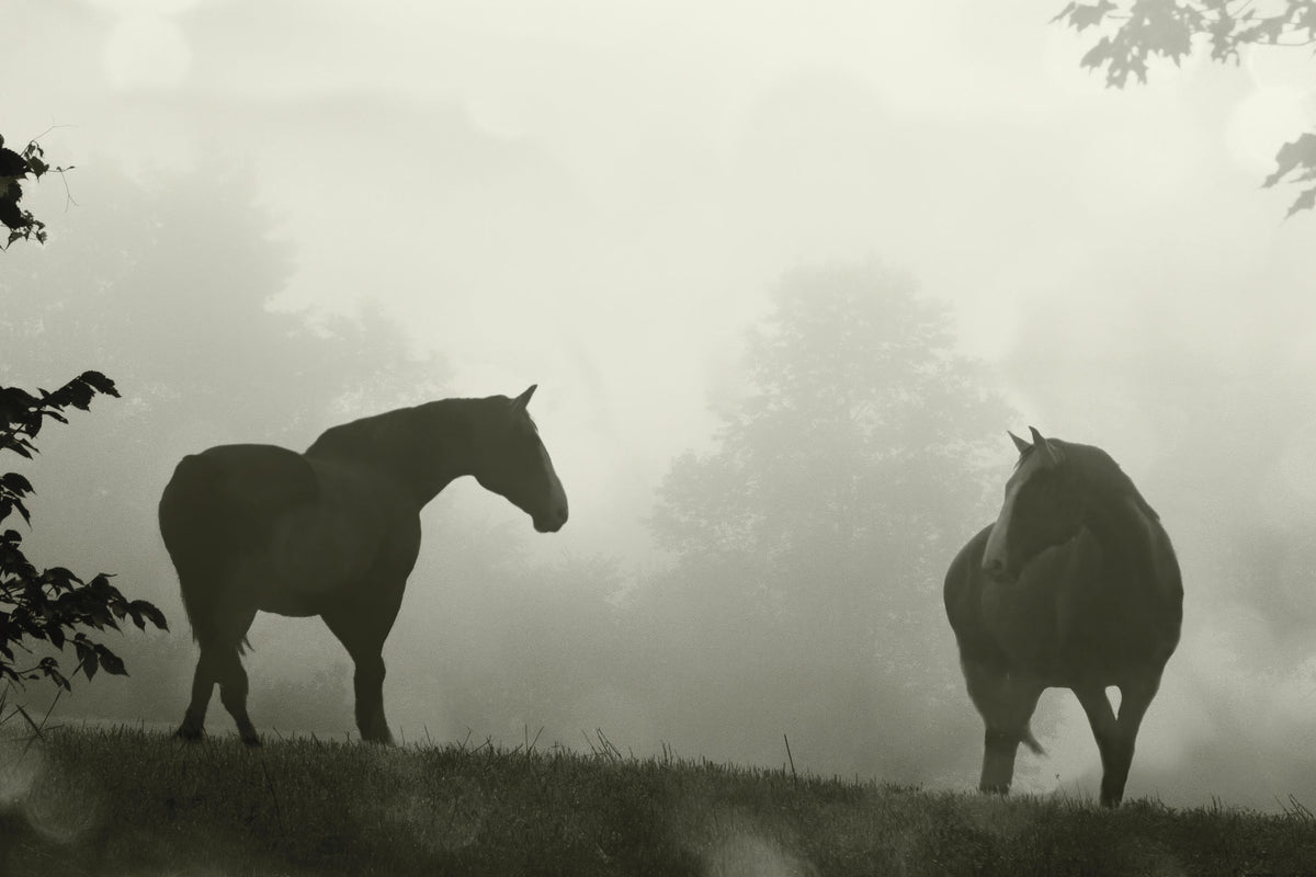 Morning Meadow Horses IV Mural Wallpaper - pure wallpaper artwork