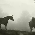 Morning Meadow Horses IV Mural Wallpaper - pure wallpaper artwork