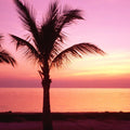 Tropical Twilight Silhouette Mural Wallpaper - Red Tone - pure wallpaper artwork