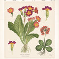 Flower Market Chart II Mural Wallpaper - pure wallpaper artwork