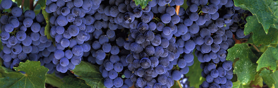 Grapes and Grapes Mural Wallpaper
