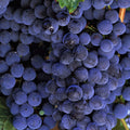 Grapes and Grapes Mural Wallpaper - pure wallpaper artwork