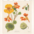Flower Market Chart III Mural Wallpaper - pure wallpaper artwork