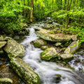 Woodland Cascade Mural Wallpaper - pure wallpaper artwork
