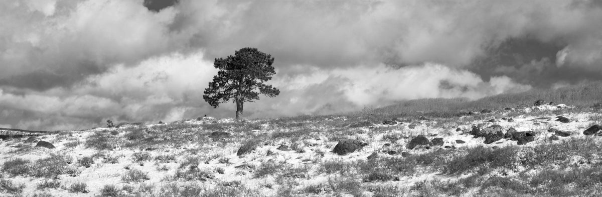 Winter Solitude Mural Wallpaper - pure wallpaper artwork