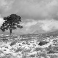 Winter Solitude Mural Wallpaper - pure wallpaper artwork