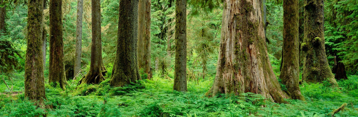 Hoh Rainforest Mural Wallpaper - pure wallpaper artwork
