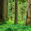 Hoh Rainforest Mural Wallpaper - pure wallpaper artwork