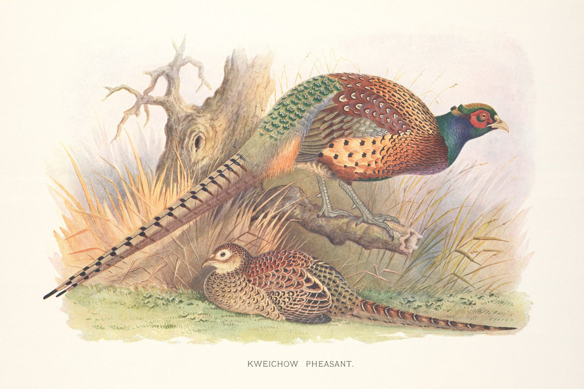 Autumn Pheasant Mural Wallpaper - pure wallpaper artwork