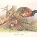 Autumn Pheasant Mural Wallpaper - pure wallpaper artwork