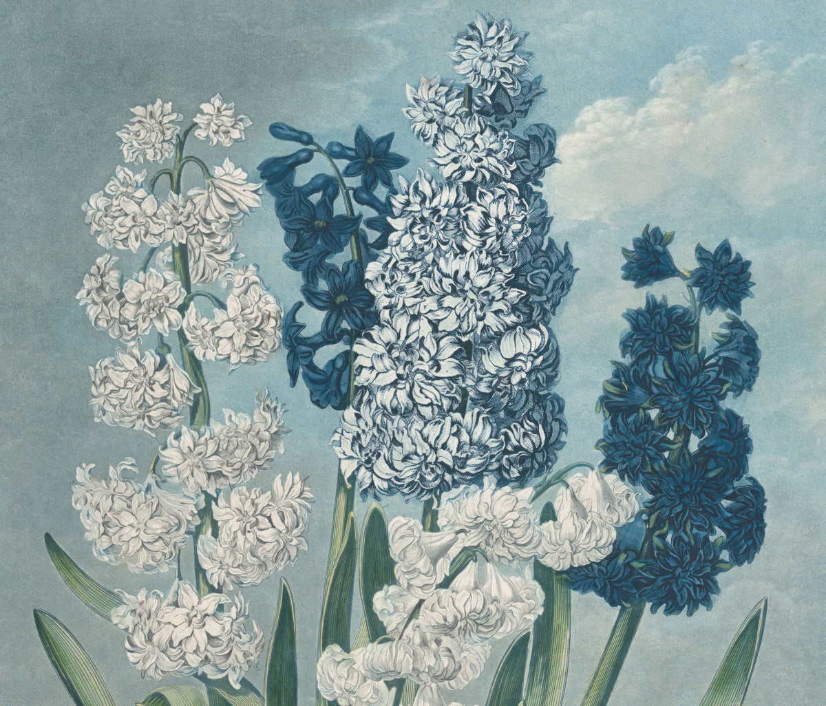 Temple of Flora Hyacinths Mural Wallpaper - pure wallpaper artwork