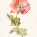 Garden Poppy Mural Wallpaper - pure wallpaper artwork