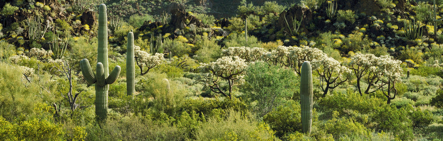 Desert Bloom Sanctuary Mural Wallpaper