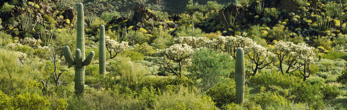 Desert Bloom Sanctuary Mural Wallpaper - pure wallpaper artwork