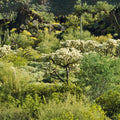 Desert Bloom Sanctuary Mural Wallpaper - pure wallpaper artwork