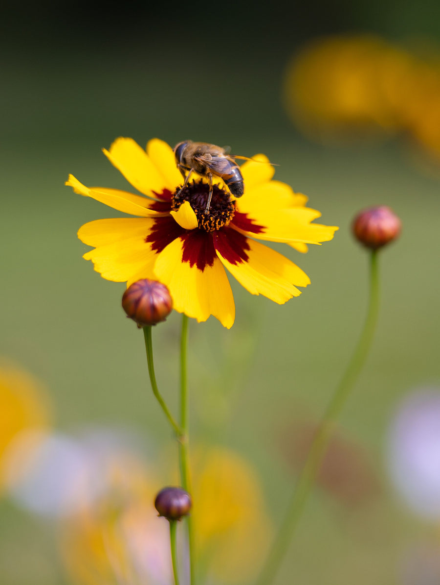Garden Flower and Bee Mural Wallpaper