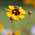 Garden Flower and Bee Mural Wallpaper - pure wallpaper artwork