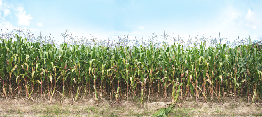Corn Field Mural Wallpaper