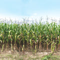 Corn Field Mural Wallpaper - pure wallpaper artwork