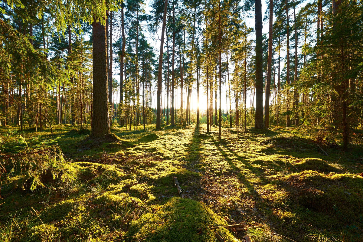 Pine Forest Sunrise Mural Wallpaper - pure wallpaper artwork