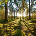 Pine Forest Sunrise Mural Wallpaper - pure wallpaper artwork