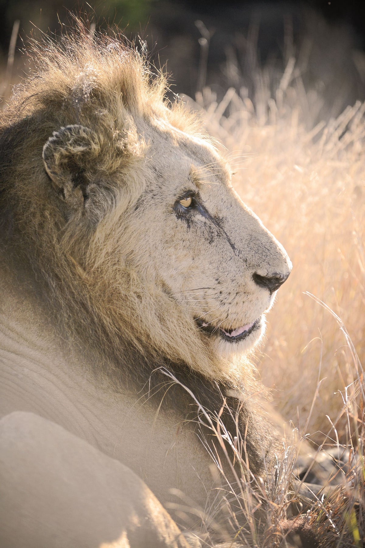 Old Lion Mural Wallpaper - pure wallpaper artwork