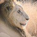 Old Lion Mural Wallpaper - pure wallpaper artwork